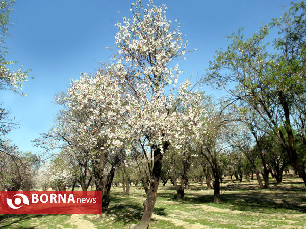 شکوفه‌های بهاری در شیراز