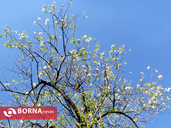 شکوفه‌های بهاری در شیراز