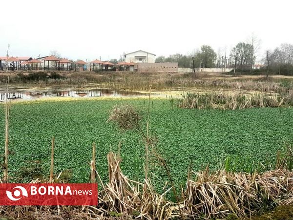 تالاب حاجی آباد لاهیجان