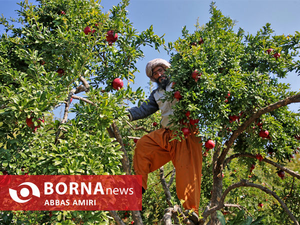 دقیقه 90 برداشت انار کوهمره سرخی