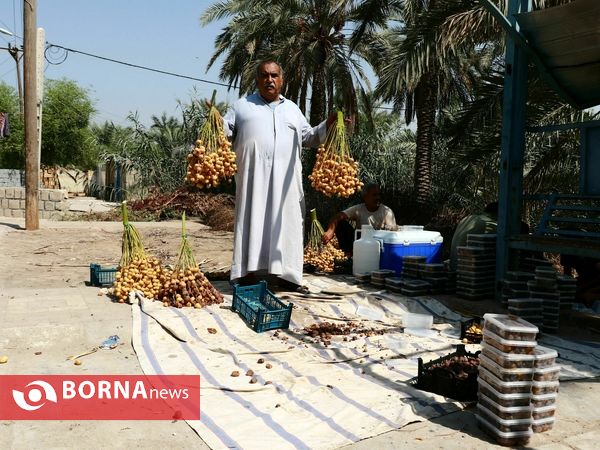 برداشت خارک و رطب روستای امام حسن(ع)