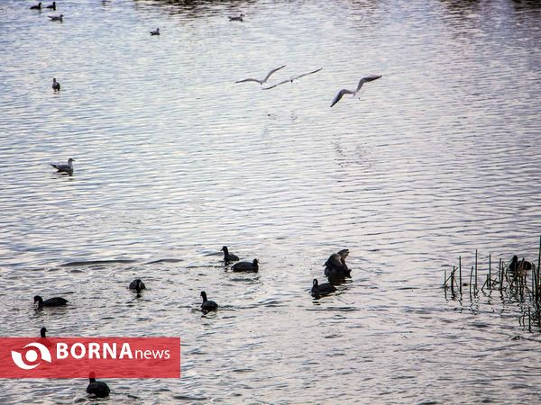 زریبار کردستان