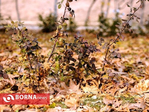 آخرین لحظات پاییزی