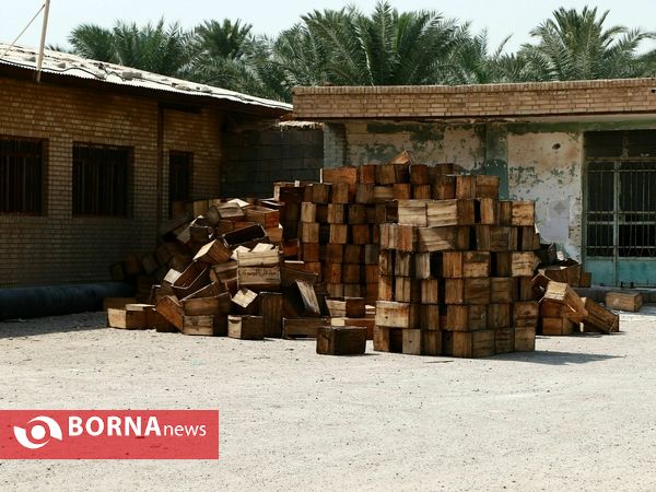 برداشت خارک و رطب روستای امام حسن(ع)