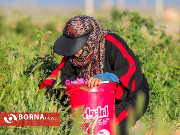 برداشت گل محمدی در دلیجان