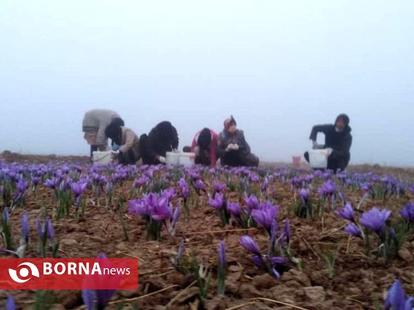 جشن شکر گزاری برداشت زعفران در پایتخت زعفران جهان (10)