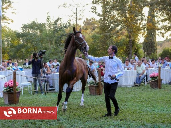 اولین حراج اسب های ۱۷ ماه تهران