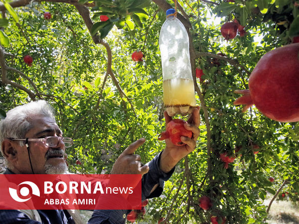 دقیقه 90 برداشت انار کوهمره سرخی