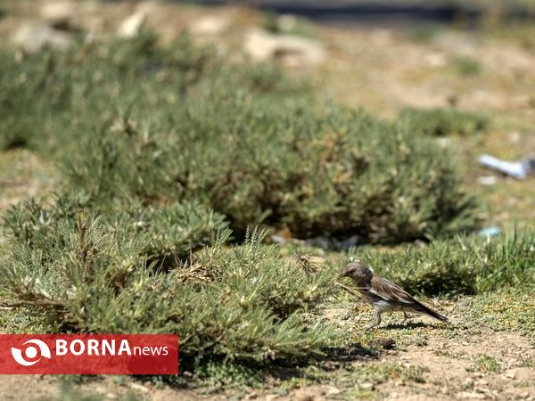 پاکسازی پیست اسکی توچال