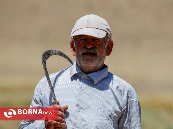 برداشت سنتی جو دیم