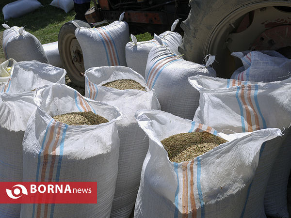 برداشت برنج از مزارع استان مازندران