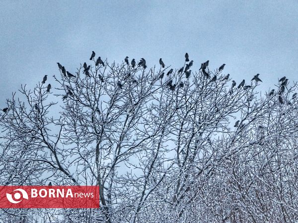 بارش اولین برف زمستانی در ارومیه