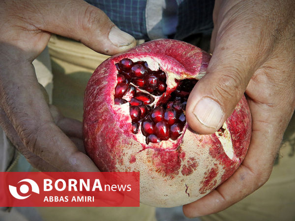 دقیقه 90 برداشت انار کوهمره سرخی