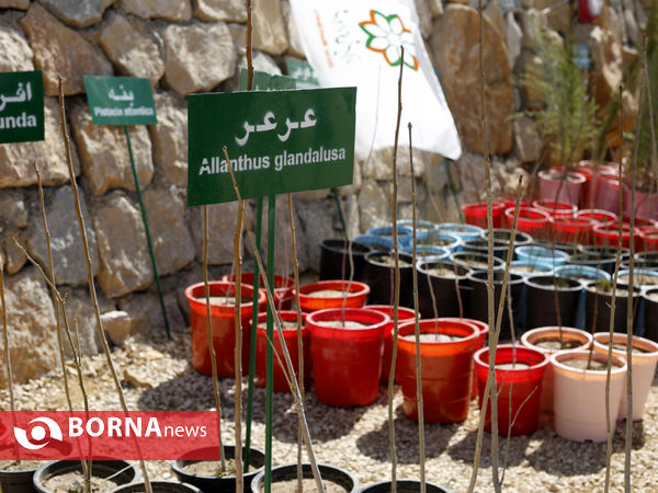 آیین روز درختکاری در شیراز