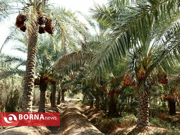 برداشت خارک و رطب روستای امام حسن(ع)