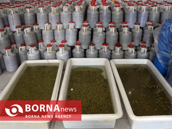 توانمندی های بخش کشاورزی شهرستان شبستر