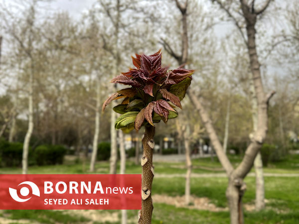 نخستین روز بهار ۱۴۰۲