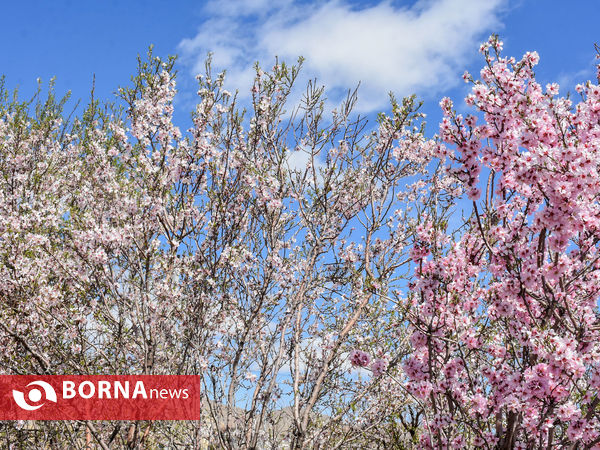 شکوفه های بهاری