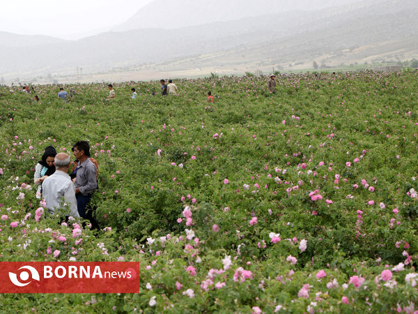 میمند فارس خواستگاه گل و گلاب