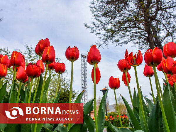 جشنواره گل‌های لاله در اراک