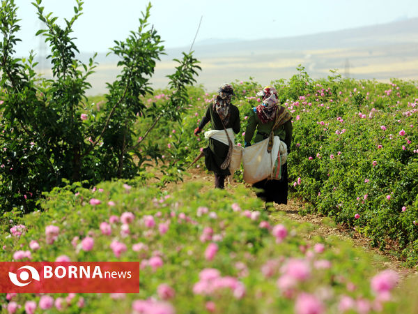 میمند فارس خواستگاه گل و گلاب