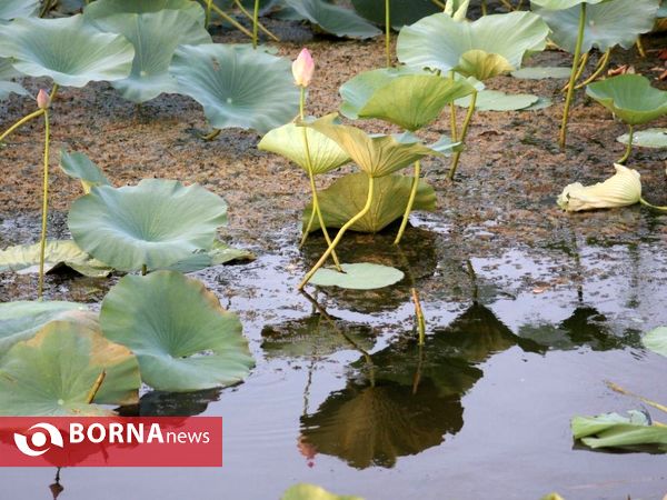 تالاب بین المللی امیر کلایه _ لاهیجان