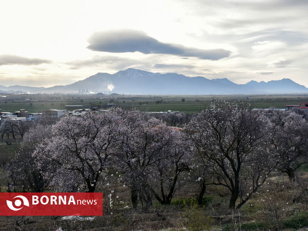 شکوفه های بهاری