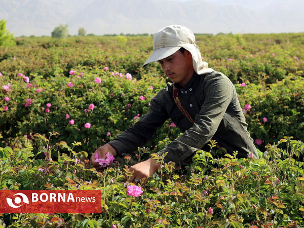 میمند فارس خواستگاه گل و گلاب