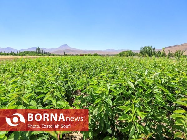 جشنواره آلبالو و گیلاس در دهستان اناج