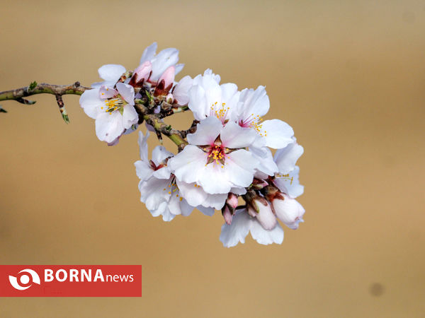 شکوفه های بهاری