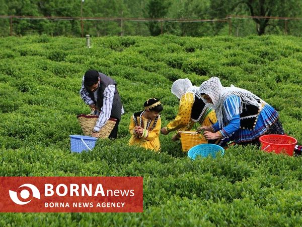 آغاز برداشت برگ سبز چای در گیلان
