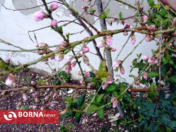 رویش گلهای بهاری