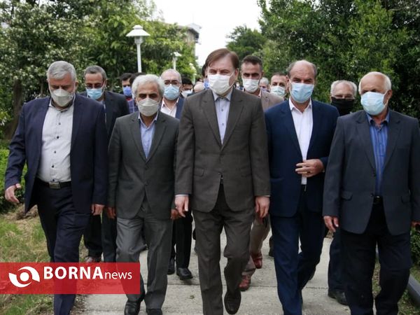 برداشت نخستین برگ چای در سال ۱۴۰۰