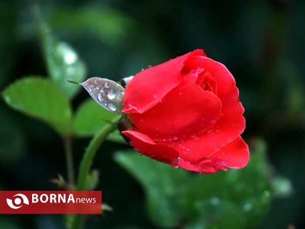 آخرین روزهای بهاری باغ ارم شیراز