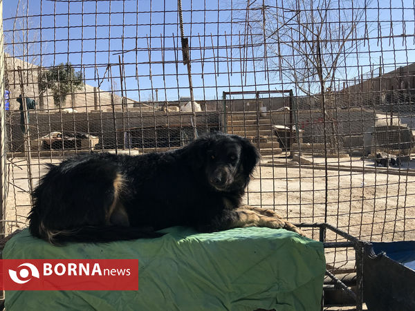 پناهگاه حیوانات در شیراز؛ جایی برای دوستی انسان و حیوان