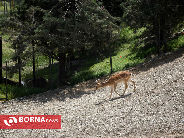 گوزن زرد ایرانی