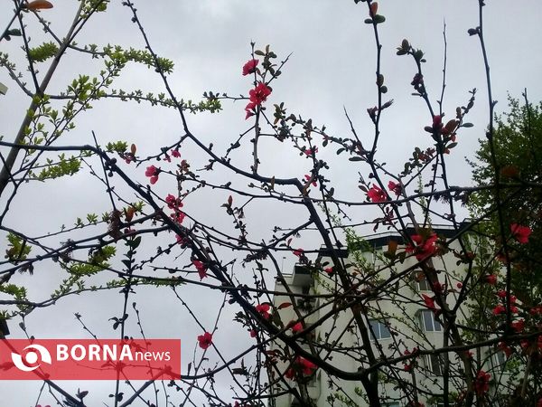 شکوفه های بهاری _ رشت