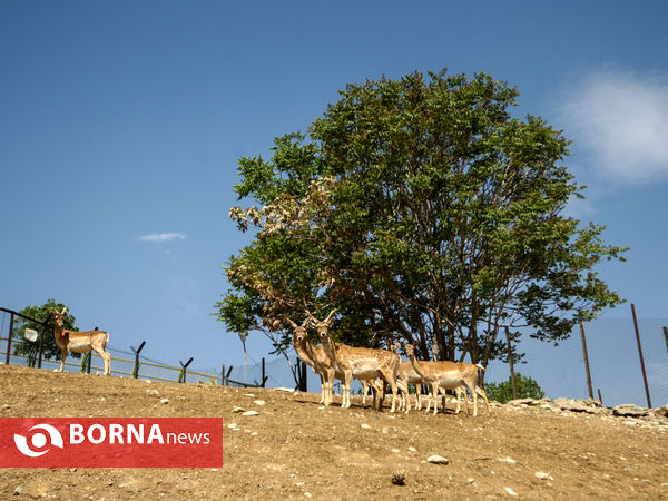 گوزن زرد ایرانی