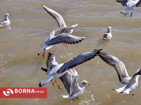 جاری شدن آب در زاینده روز