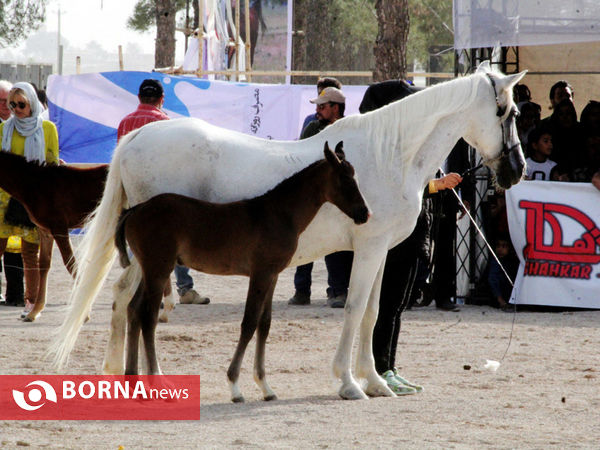 جشنواره بین المللی زیبایی اسب اصیل ایرانی در شیراز