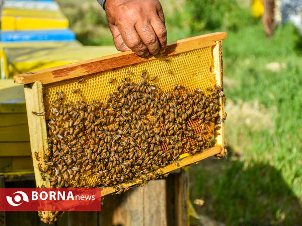 پرورش زنبور عسل 