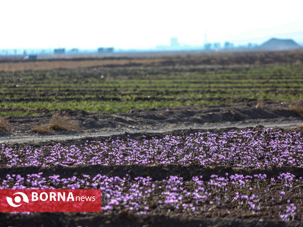 فصل برداشت طلای سرخ از مزارع زعفران تربت حیدریه