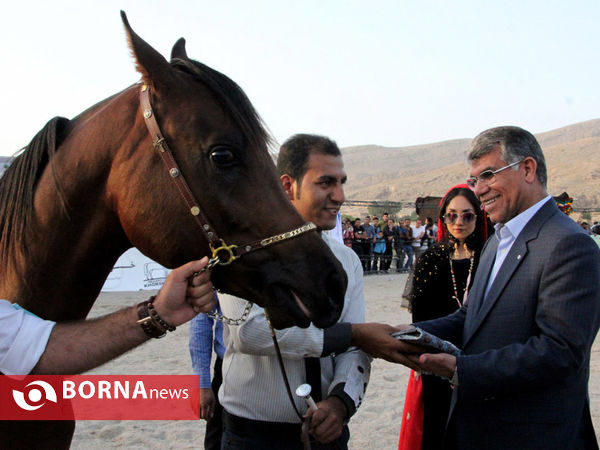 جشنواره بین المللی زیبایی اسب اصیل ایرانی در شیراز