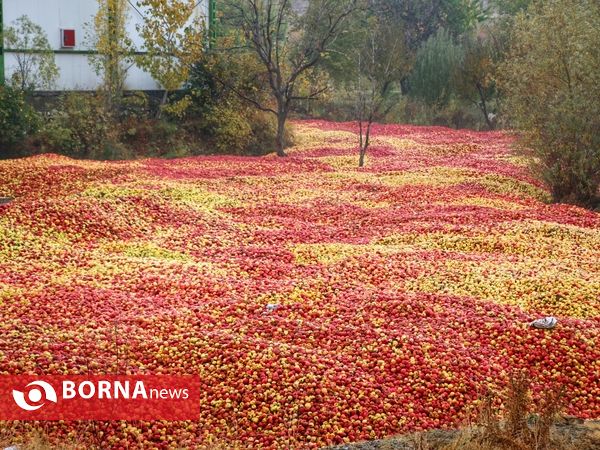 داستان پر درد سیب های ارومیه