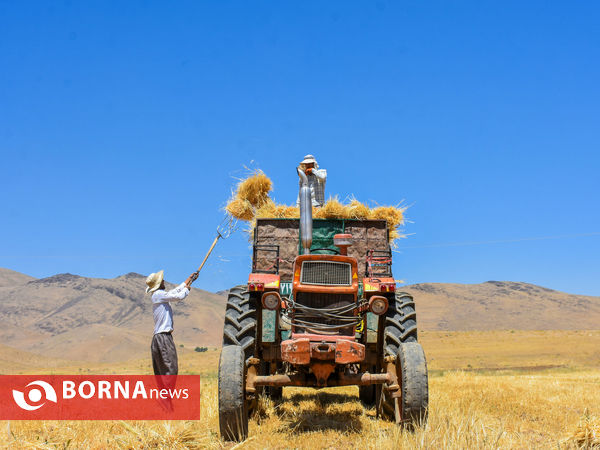 برداشت سنتی جو دیم