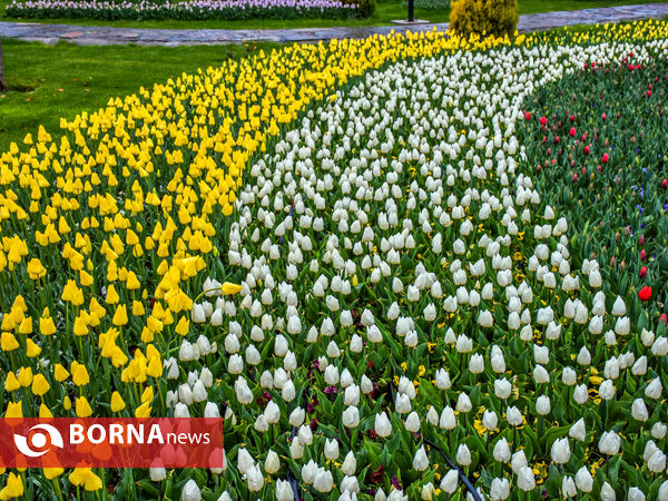 جشنواره گل‌های لاله