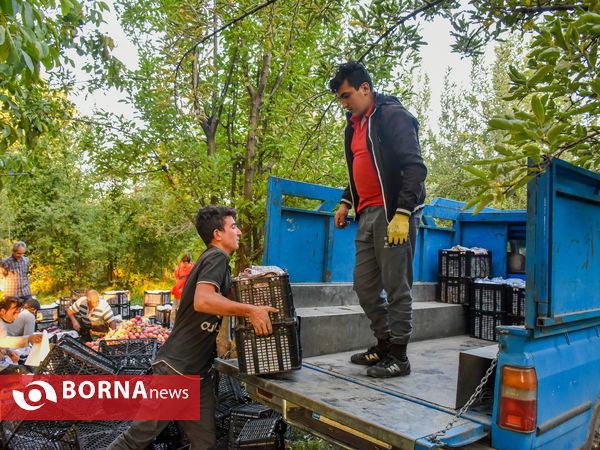 برداشت سیب در زنگنه