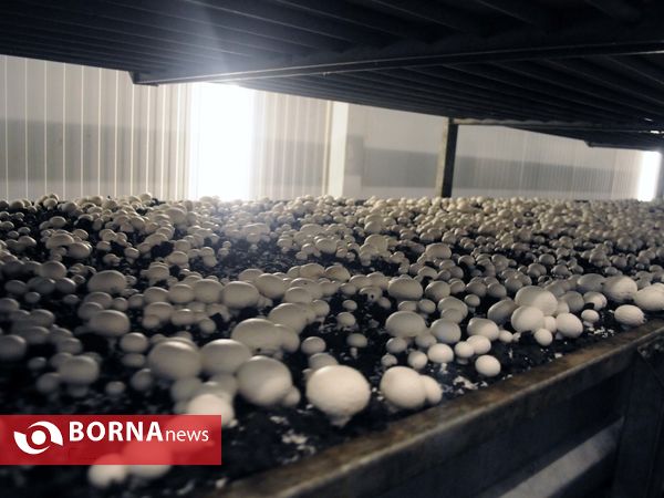 بازدید استاندار تهران از پروژه های شهرستان ملارد