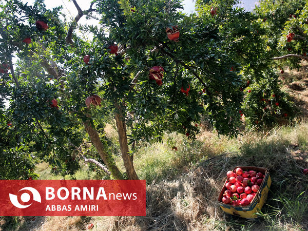 دقیقه 90 برداشت انار کوهمره سرخی