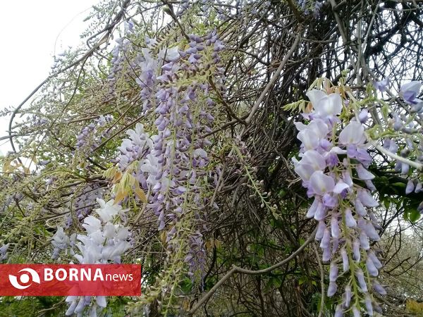 شکوفه های بهاری _ رشت